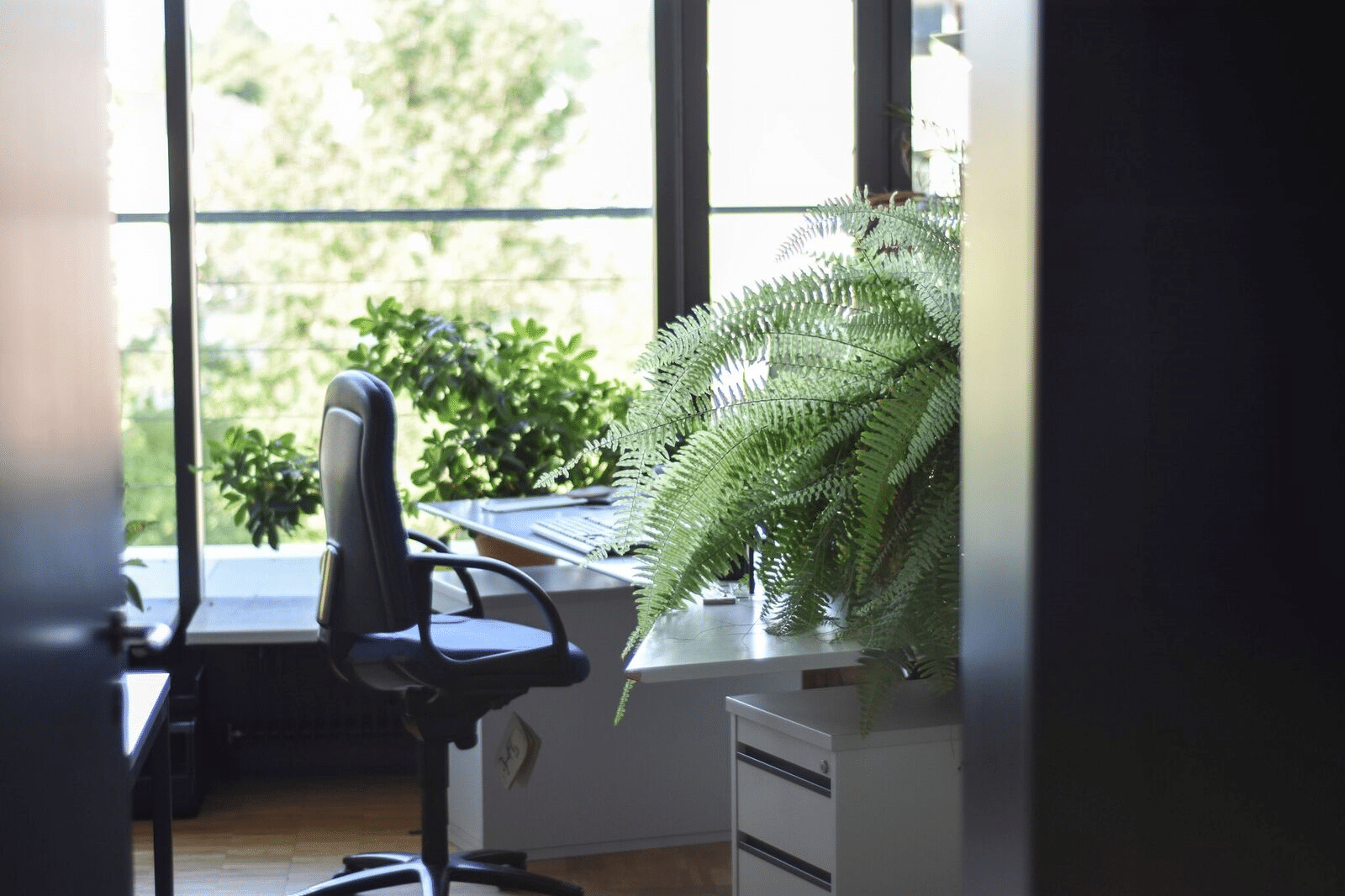 These Indoor Plants Can Make Your Home Healthier